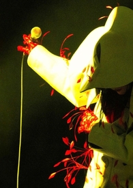 裴总的乌龟成精了